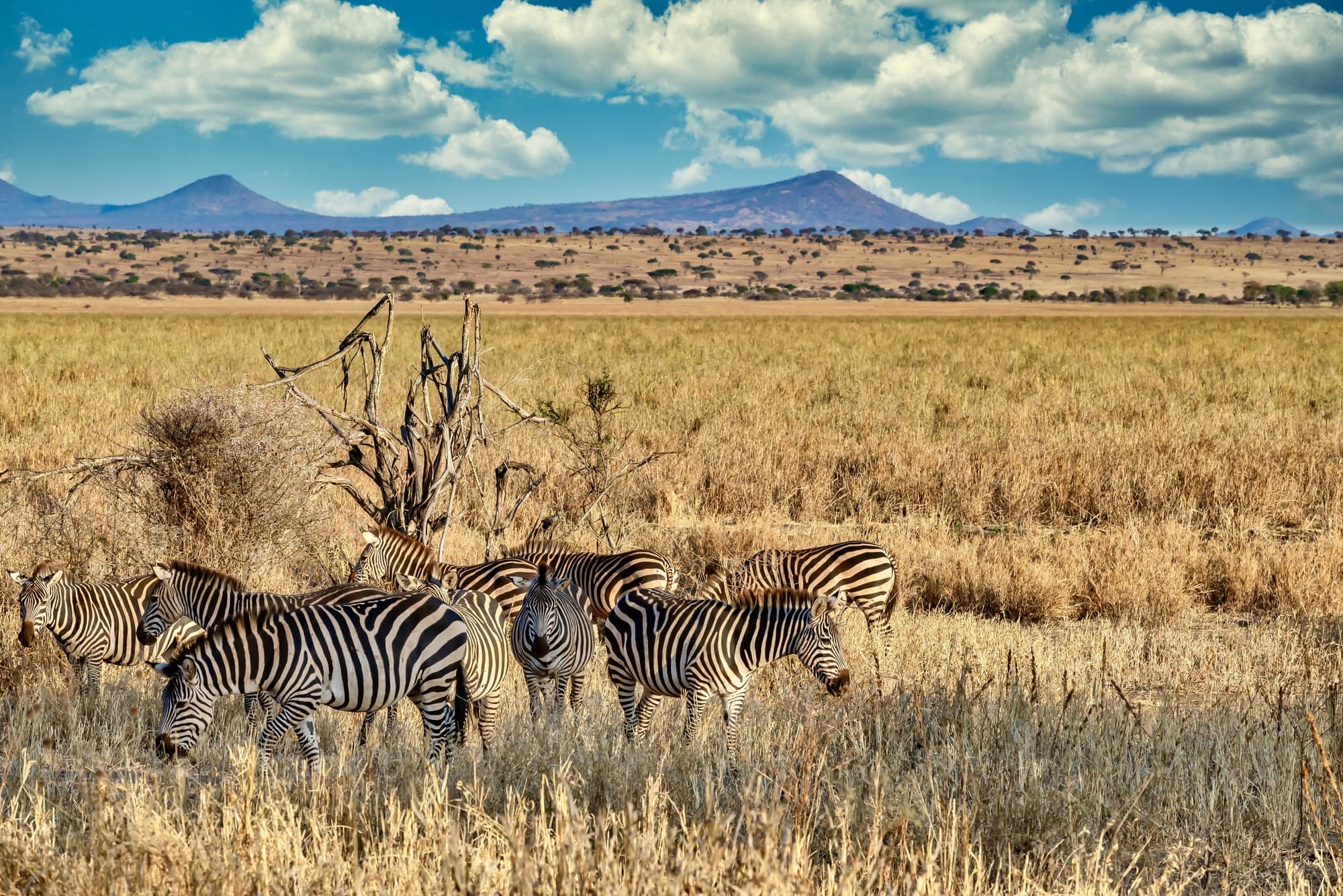 Safari & Bush Flights
