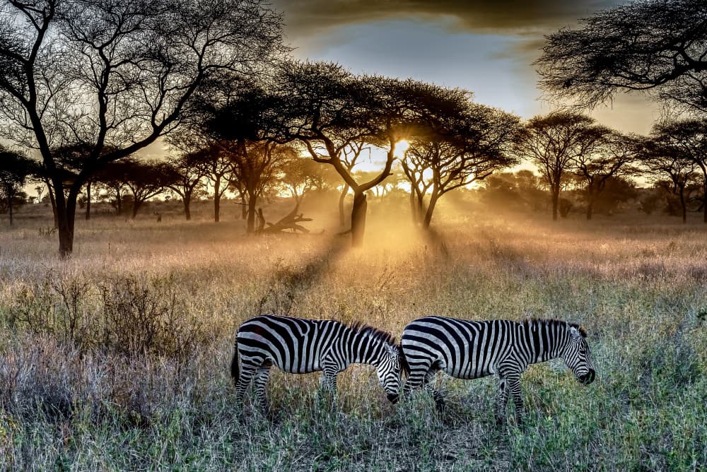 Safari & Bush Flights — 2